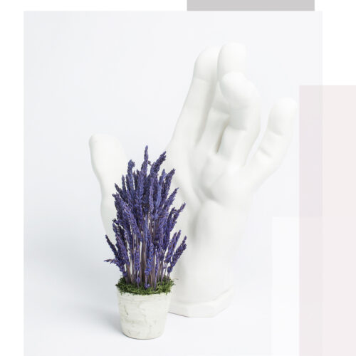 Levandos kompozicija vazonėlyje violetinės spalvos su balta ranka